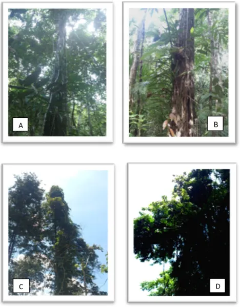 Gambar 1. Pohon induk eboni yang terdapat di beberapa daerah terlilit liana dan rotan : Kab.Barru (A), Sidrap (B), Gowa (C) dan Pangkep (D).
