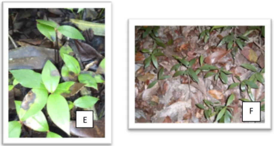 Gambar 2. Semai eboni yang terserang jamur (E) dan anakan alam eboni yang mencapai titik layu permanen (F).