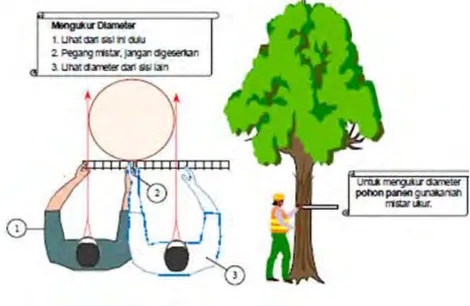 Gambar 6. Cara Mengukur Diameter pohon dengan  menggunakan Mistar 