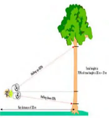 Gambar 27. Pengukuran tinggi Pohon dengan  menggunakan Alat Klinometer 