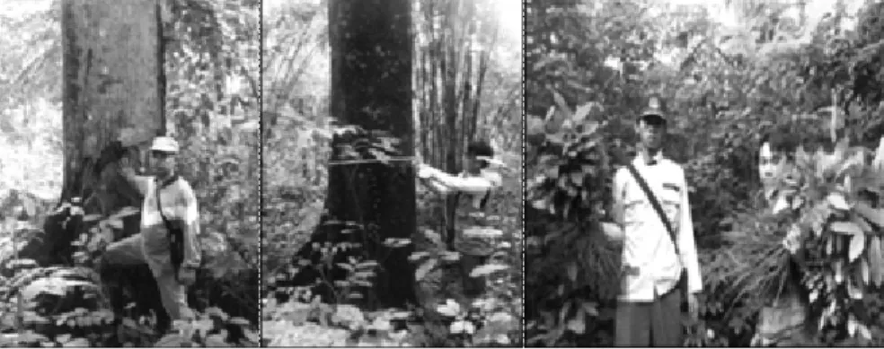 Gambar 4. Pohon induk terpilih (kiri), pengukuran diameter (tengah) dan                   pengumpulan materi genetik berupa cabutan (kanan)