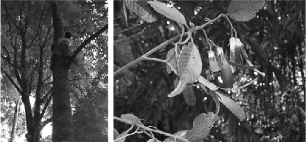 Gambar 5. Mengumpulkan buah dengan dipanjat (kiri) dan buah Shorea                   leprosula  (kanan) (Sumber : Asef K.H)
