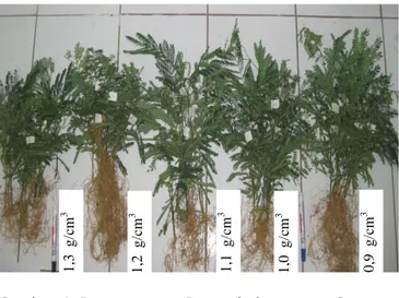 Gambar 3. Kedalaman  penetrasi  akar    Sengon  dan  Mangium    setelah    6  bulan  tumbuh  pada  tanah padat