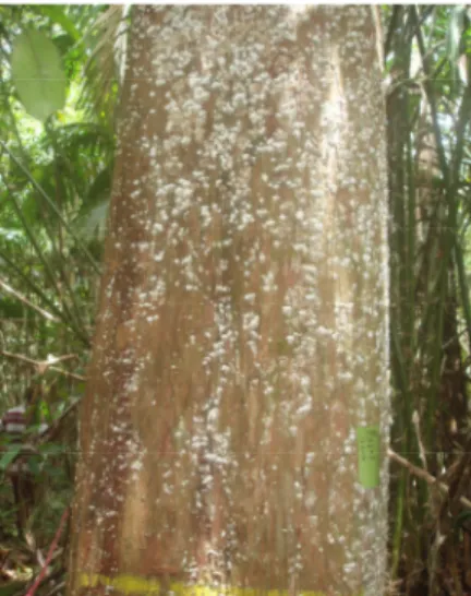 Gambar 8. Pohon ramin sebagai pohon induk (label hijau) untuk sumber benih ramin areal PT