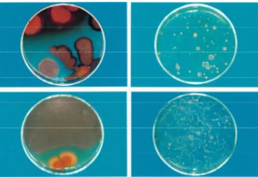 Gambar 2. Foto isolat jamur dan bakteri dari  kompos domba 