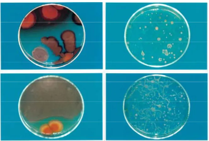 Gambar 2. Foto Isolat Jamur dan Bakteri dari  Kompos Domba 