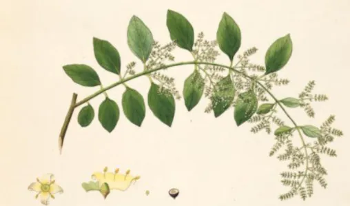 Gambar 2  Bentuk batang, daun, bunga dan buah S. persica.  