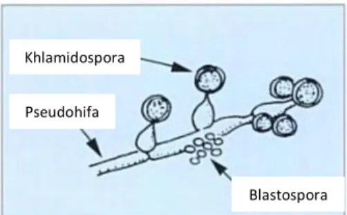 Gambar 4  Khlamidospora C. albicans.  