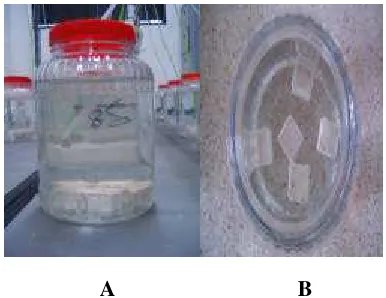 Gambar 3. Posisi substrat pada stoples, A. Posisi substrat tampak samping,  B. Posisi substrat tampak atas 