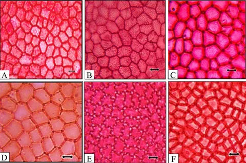 Gambar 1. Struktur sel epidermis daun A. Rambutan binjai, B. Rambutan rapiah, C. Rambutan sikoneng, D