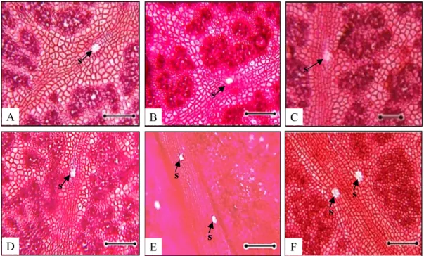 Gambar 3. Stomata pada epidermis pertulangan daun A. Rambutan binjai B. Rambutan rapiah C