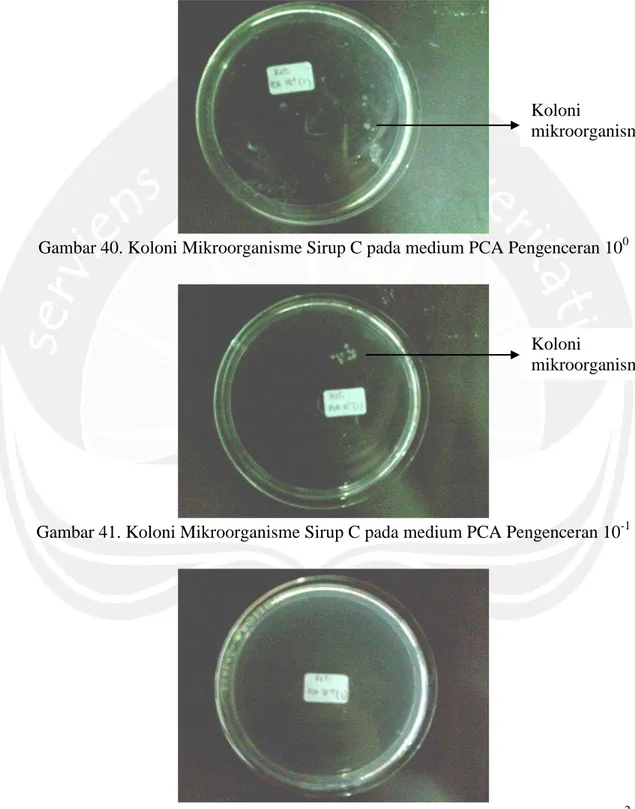 Gambar 40. Koloni Mikroorganisme Sirup C pada medium PCA Pengenceran 10 0 