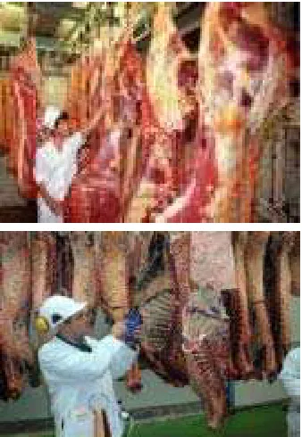 Gambar 2.13. Penggantungan hewan 