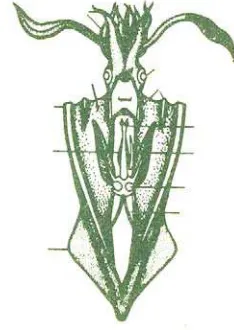 Gambar 2.20. Kepiting (Syarief  dkk, 1977) 
