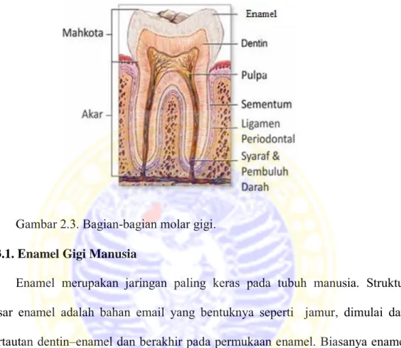 Gambar 2.3. Bagian-bagian molar gigi. 