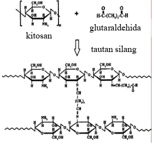 Gambar 3 Kelat kitosan dengan ion Cu(II) 