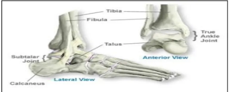 Gambar 2.1. Ankle 