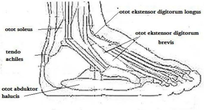 Gambar 4. Otot Ankle 