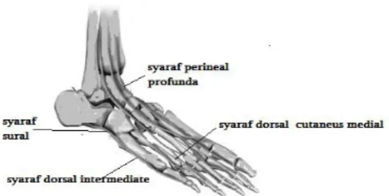 Gambar 6. Syaraf Ankle 