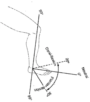 Gambar 7. Gerakan Dorsofleksi dan Plantarfleksi   (Adapted from Luttgens &amp; Hamilton, 1997)