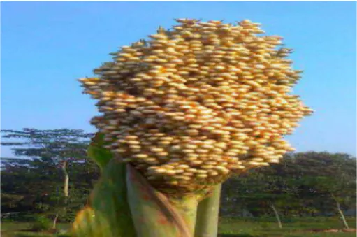 Gambar 2.7 Biji Sorgum 