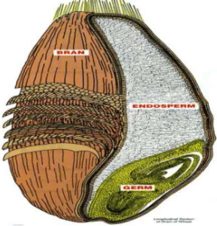 Gambar 2.1  Komponen Biji Gandum 