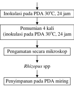 Gambar 1. Diagram alir tahapan isolasi dan purifikasi Rhizopus spp  Identifikasi R. Oligosporus