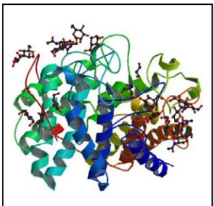 Gambar 3 Struktur enzim glukoamilase 