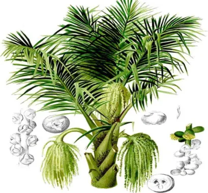 Gambar 1. Pohon Aren dan Bagian-bagiannya  (http://en.wikipedia.org/wiki/Arenga_pinnata) 