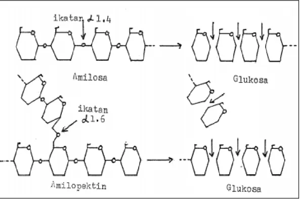 Gambar 8. Mekanisme Pemecahan Pati olhe Enzim Glukoamilase 