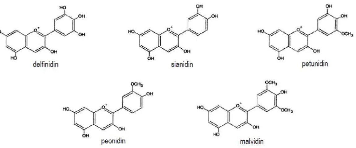 Gambar 1. Struktur Beberapa Senyawa Antosianidin [13] 