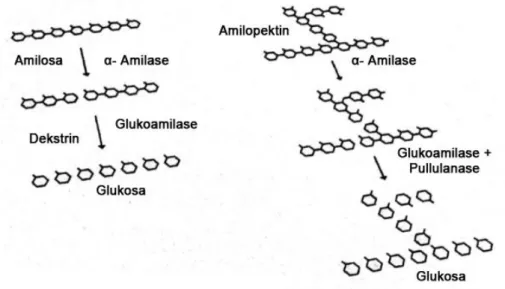 Gambar 3. Mekanisme Kerja α- Amilase, Glukoamilase dan Pullulanase [26] 