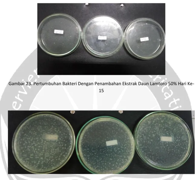 Gambar 23. Pertumbuhan Bakteri Dengan Penambahan Ekstrak Daun Lamtoro 50% Hari Ke- Ke-15 