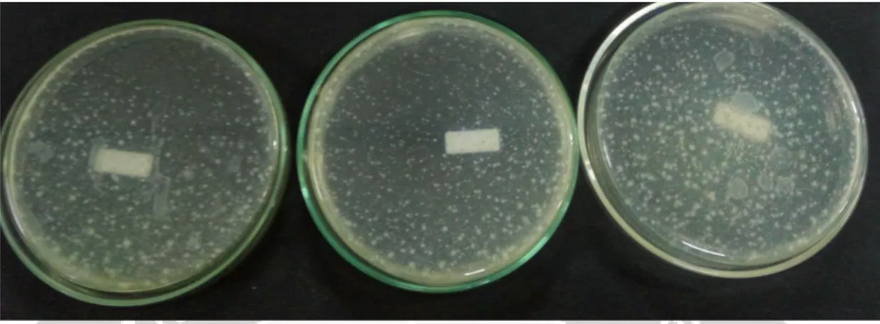 Gambar 25. Pertumbuhan Bakteri Dengan Penambahan Ekstrak Daun Lamtoro 10% Hari Ke- Ke-30 