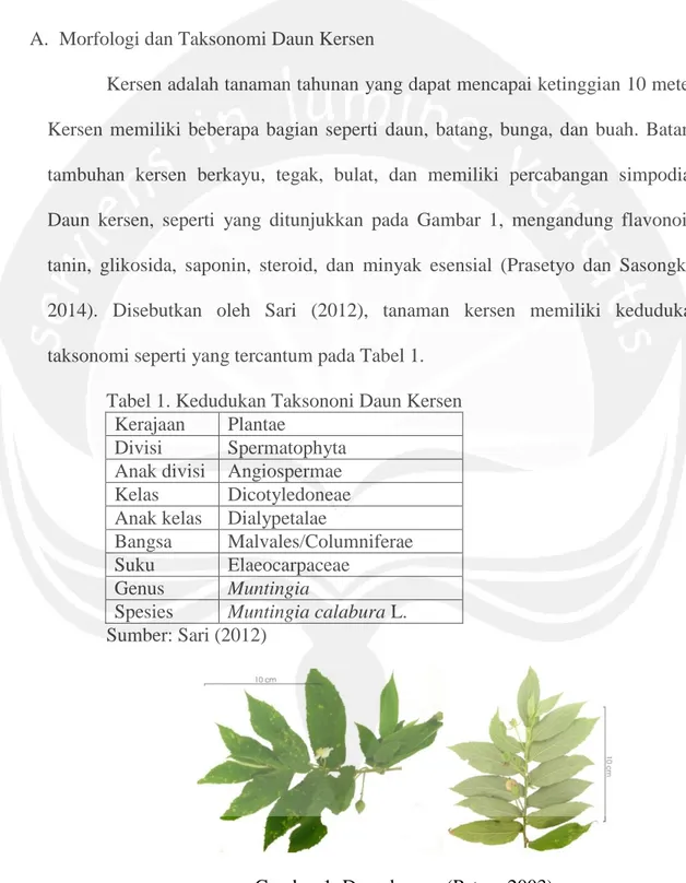 Tabel 1. Kedudukan Taksononi Daun Kersen  Kerajaan  Plantae 