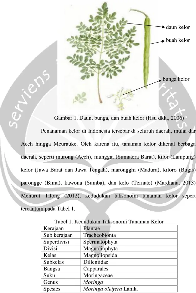 Gambar 1. Daun, bunga, dan buah kelor (Hsu dkk., 2006)  Penanaman kelor di Indonesia tersebar di seluruh daerah, mulai dari  Aceh  hingga  Meurauke