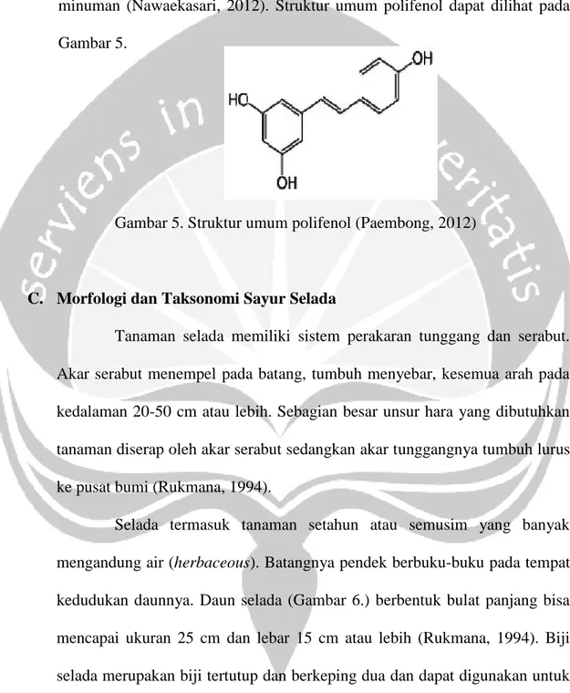 Gambar 5. Struktur umum polifenol (Paembong, 2012) 