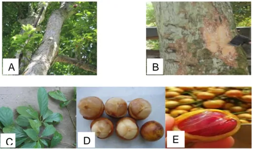 Gambar 4. Karakter morfologi tanaman kepundung. A; Pohon kepundung berumur  60 th. B; Kelopak batang (babakan) yang dimanfaatkan sebagai pewarna