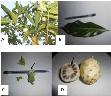 Gambar  5.  Karakter  morfologi  mengkudu.  A)  Tanaman  mengkudu  habitus  pohon  (sampel  berumur ± 2 tahun)