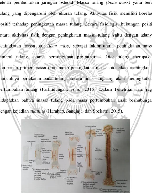 Gambar 2.3.1  Osteogenesis      