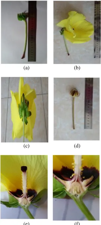 Gambar  2.  (a)  Kuncup;  (b)  Bunga;  (c)  Dasar  bunga  tenggelam;  (d)  Kuncup  mengering; (e) Putik dan benangsari; (f) Bakal  buah dan bakal biji