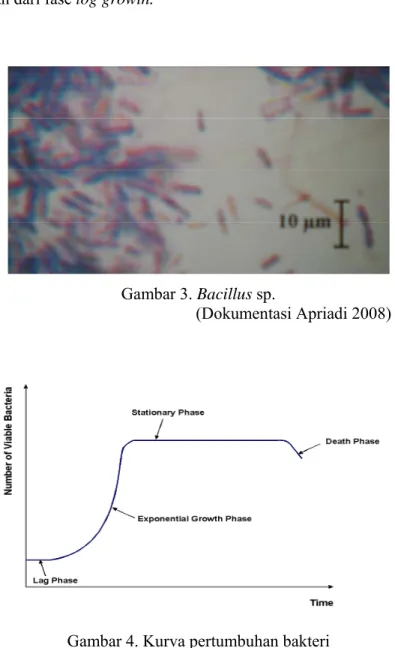 Gambar 3. Bacillus sp. 