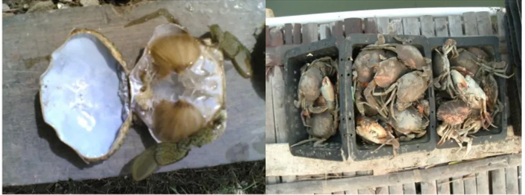 Gambar 3. Cangkang Kepiting 