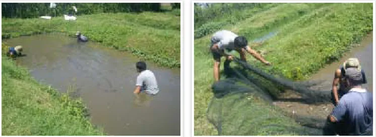 Gambar 3. Proses pemanenan ikan lele dumbo, Clarias gariepinus  pada salah satu kolam di “Kampung Lele”