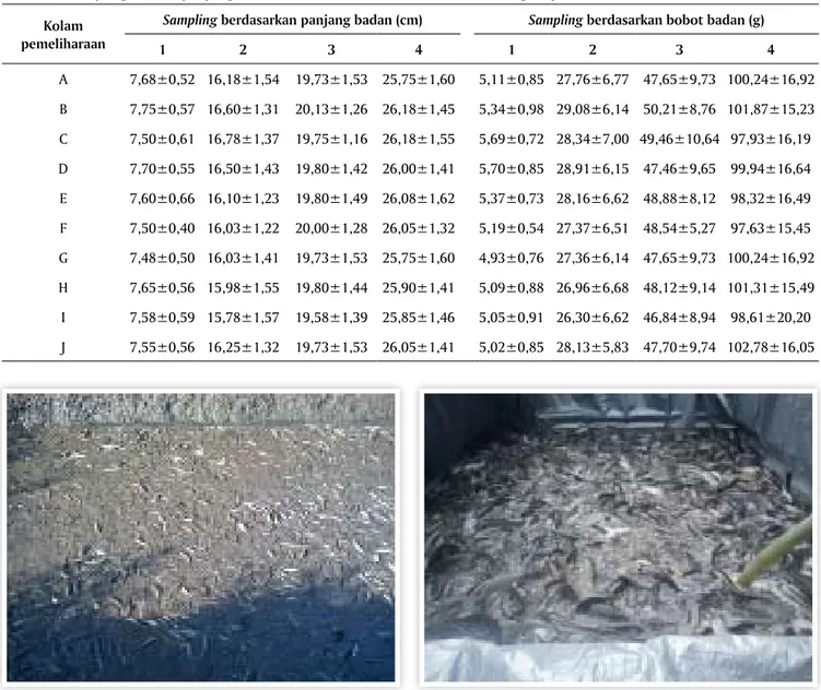 Tabel 2. Hasil pengamatan panjang dan bobot badan ikan lele dumbo, Clarias gariepinus Kolam  