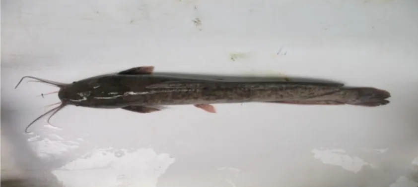 Gambar 1. Ikan Lele Dumbo strain Sangkuriang (Clarias gariepinus)  Lele  Sangkuriang  merupakan  hasil  perbaikan  genetika  lele  dumbo  melalui  silang  balik  (backcross)  antara  induk  betina  F2  dan  jantan  F6  (Gambar  4)