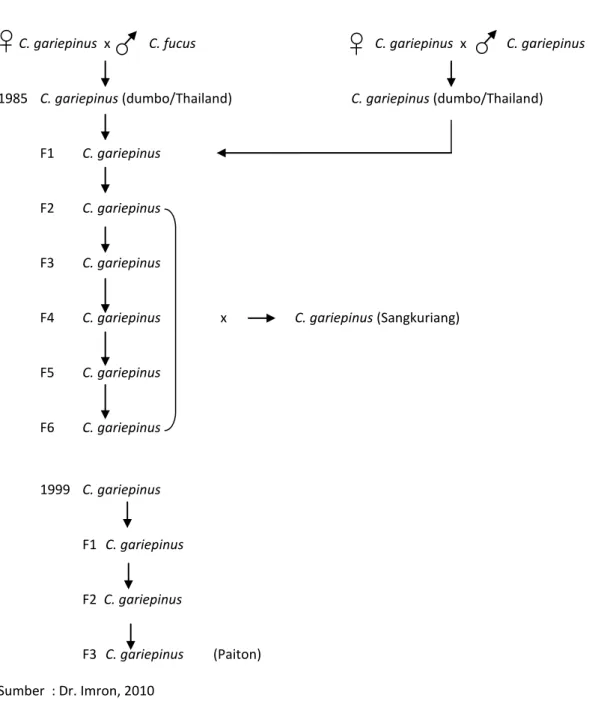 Gambar 4. Diagram Persilangan 3 Strain Ikan Lele Dumbo (C. gariepinus) 