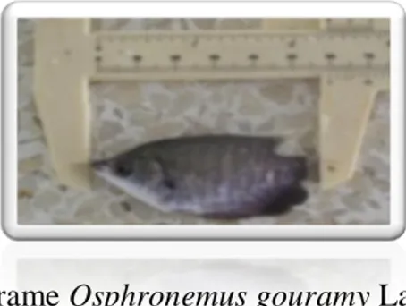 Gambar 1. Benih ikan gurame Osphronemus gouramy Lac. ukuran silet   3.2.3 Pakan 