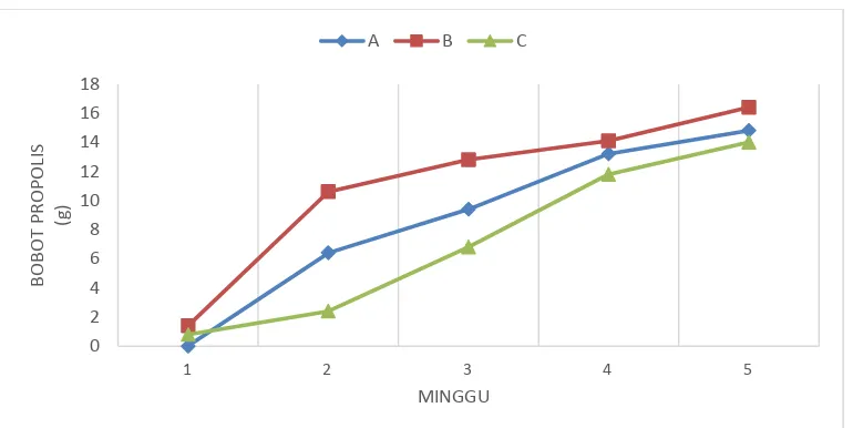 Gambar 3  Grafik rataan pertambahan bobot propolis setiap minggu , A (ventilasi                           0 cm2), (ventilasi 50 cm2), dan C (ventilasi 100 cm2) 