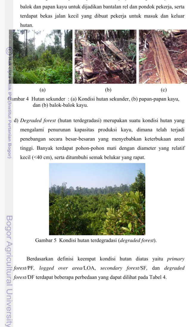 Gambar 5  Kondisi hutan terdegradasi (degraded forest). 